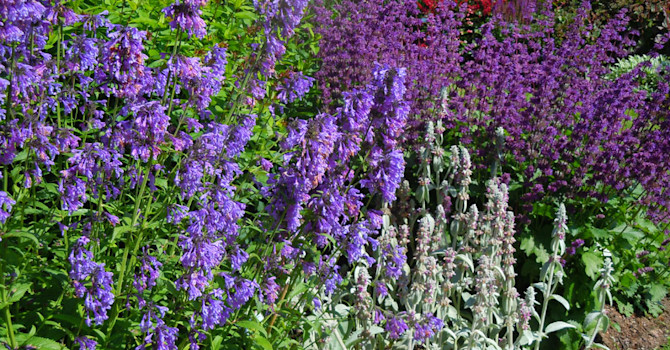 Drömmen är kanske en prunkande rabatt full med perenner? Foto: Sylvia Svensson