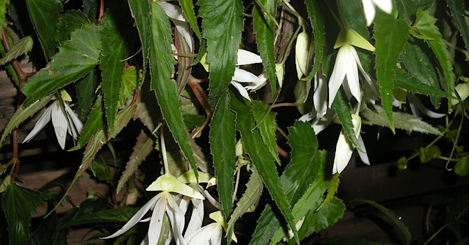 Boliviabegonia, _Begonia boliviensis_, 'White'. Foto: Sylvia Svensson