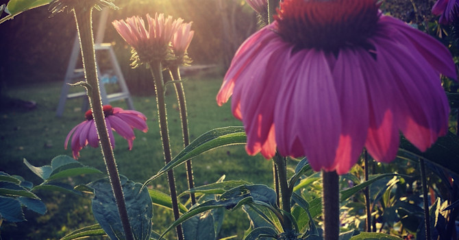 Vackra Rudbeckia