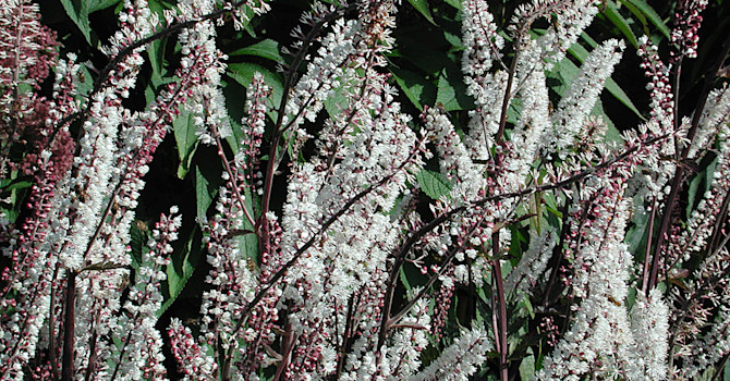 Höstsilverax, _Actaea simplex_.Foto: Sylvia Svensson