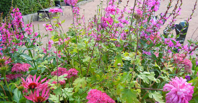 Höstkrage, kärleksört, solhatt och fackelblomster mfl att njuta av.
Foto: Sylvia Svensson