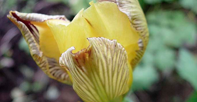 **5.** _Iris variegata_