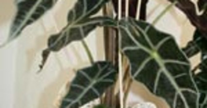 Alocasia