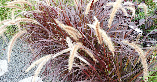Fjäderborstgräs, Pennisetum setaceum 'Rubrum'. Foto: Sylvia Svensson