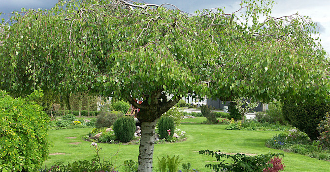 Hängbjörk, _Betula pendula_, 'Youngii' behöver formklippas då och då.
Foto: Sylvia Svensson