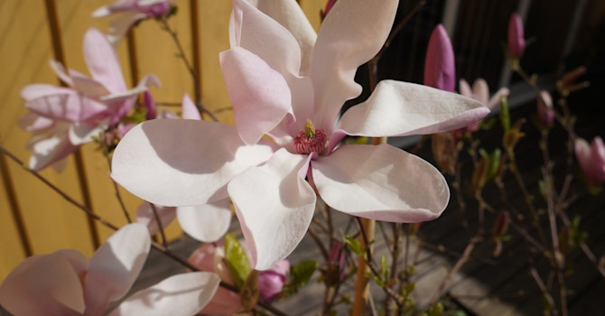 På avstånd är magnolian 'Jane' också vacker, men med ett hel annat uttryck. Foto: Tommy Högberg