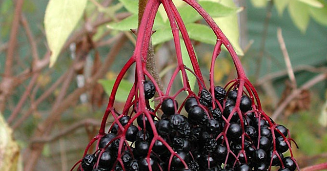 **Fläder**, _Sambucus nigra_.
Foto: Sylvia Svensson