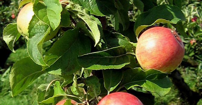 Äpple 'Fredrik' E.