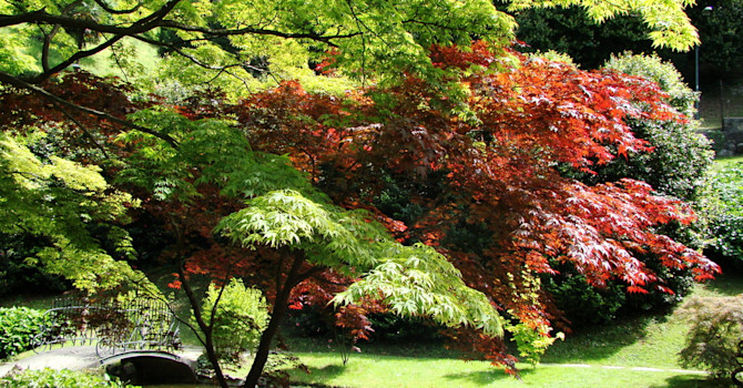 Den japanska trädgården. En plats för lugn och eftertanke.