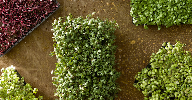_Lepidium sativum_, smörgåskrasse, färdig att hamna på mackan! Foto: Floradania