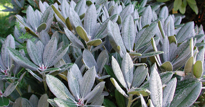 _Rhododendron_ med vackert vitluddiga blad. Foto: Sylvia Svensson