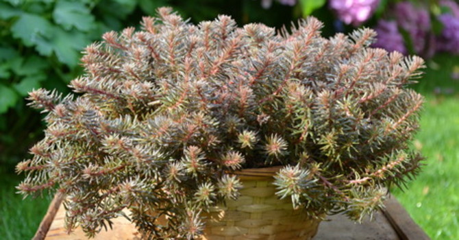 Sedum 'Chocolate Ball, en charmig nykomling som knappt går att misslyckas med.
Foto. Blomsterfrämjandet