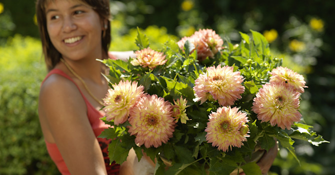 Med famnen full av Dahlia 'Gallery Pablo'!
Foto: Blomsterfrämjandet