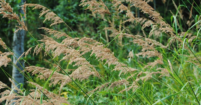 Gräs passar i naturträdgården, här begrör, _Calamagrostis epigeios_.