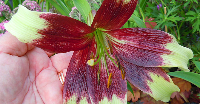 **Elfenbenslilja**, _Lilium nepalense_.
Foto: Sylvia Svensson