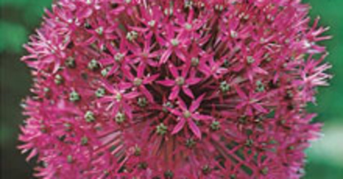 Allium Aflatunense