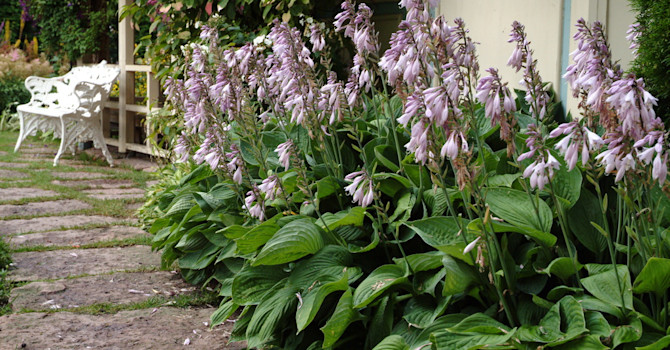 Gröna funkior växer bra och är mycket lättodlade även i djup skugga. Man kan slösa med dem lite överallt. Här blomsterfunkia ’Hyacintina’.