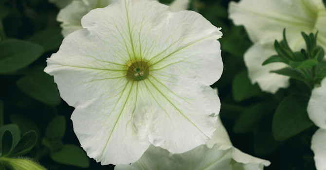 Petunia 'Sanguna vanilla'.
Foto: Blomsterfrämjandet/Syngenta