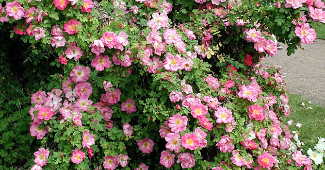 Buskros _Rosa_ 'Marquerite Hilling' syn. _'Pink Nevada'_.Foto: Sylvia Svensson