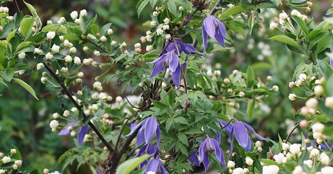 Alpklematis ’Cyanea’ planterad invid en bukettapel.