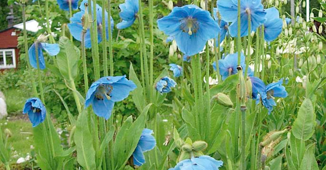 **2. Blå bergvallmo**, _Meconopsis betonicifolia_ ´Lingholm´