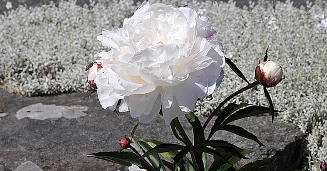 Luktpion, _Paeonia lactiflora_ 'Shirley Temple'. Foto: Sylvia Svensson