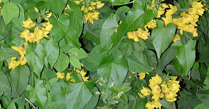 Praktlysing, _Lysimachia punchtata_.
Foto: Sylvia Svensson