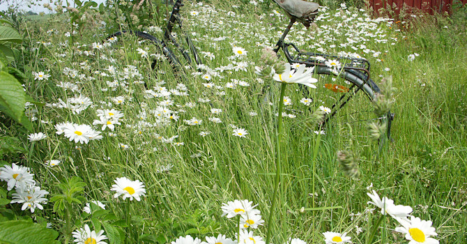 Sommartorpet. Foto: Sylvia Svensson