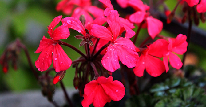 Pelargoner att älska // Foto: Anna Theorin