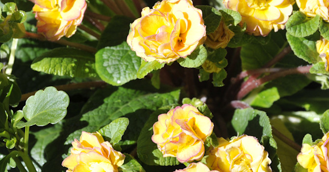 Primula vulgaris 'Ken Dearman'. Foto: Sylvia Svensson