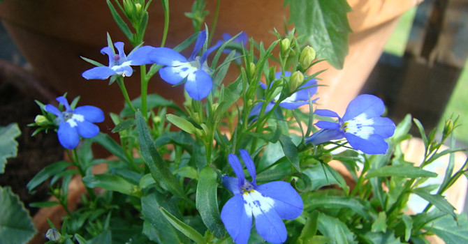 Lobelia är en av de riktigt klarblå sommarblommorna.
Foto: Katarina Kihlberg