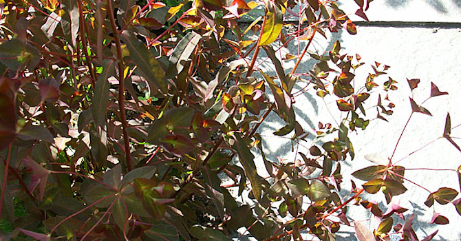 Mandeltörel, _Euphorbia amygdaloides_, i solgasset. Foto: Sylvia Svensson