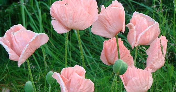 När vallmon väl blommar fram i juni har vi kommit en bit i våra trädgårdssysslor. Då samlar vi ihop nya artikeltips!