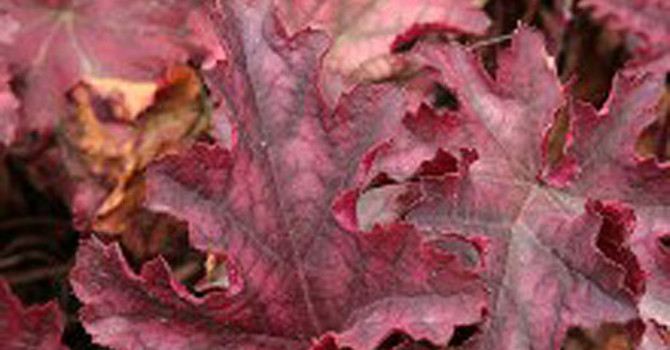 Alunrot, _Heuchera_ 'Can Can'Foto: Odla.nu