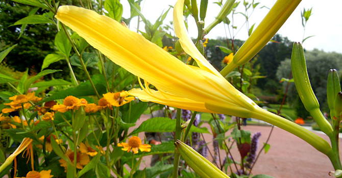 Daglilja,_Hemerocallis_ 'Hyperion'.Foto: Sylvia Svensson