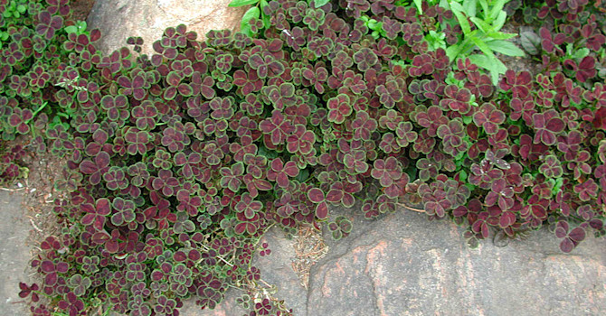 _Trifolium repens_ 'Purpurascens'.
Foto: Bernt Svensson