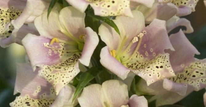Digitalis 'Candy Mountain Peach', T&M.