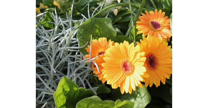 Gerbera, tuppkam och curryplanta mfl.