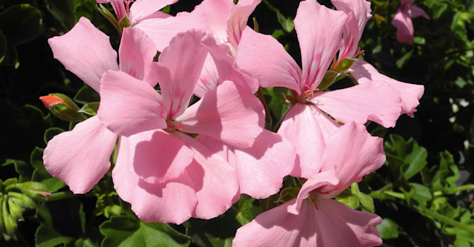 'Marcada Pink'Foto: Odla.nu