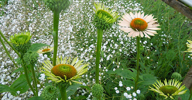 _Echinacea purpurea_ 'Fragrant Angel'.
Foto: Sylvia Svensson