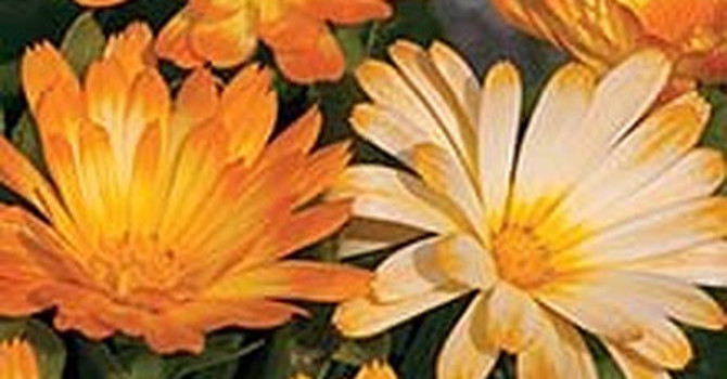 Ringblomma 'Oopsy Daisy'
Foto: Mr Fothergill's