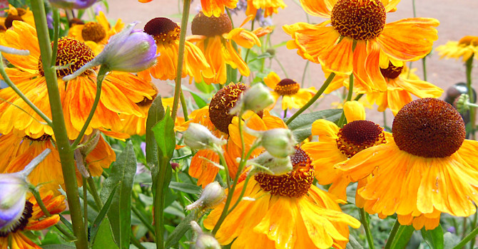 Solbrud, _Helenium autumnale_ 'Wyndley'.Foto: Sylvia Svensson