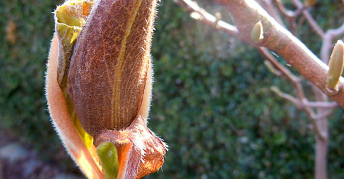 Frostskadad magnoliaknopp.