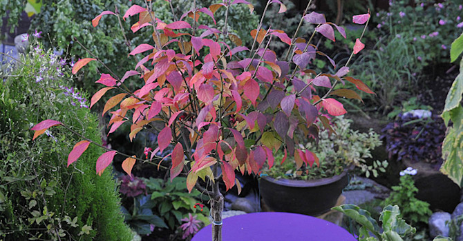 Körsbärsbenved, _Euonymus planipes_, en mulen dag. Foto: Bernt Svensson