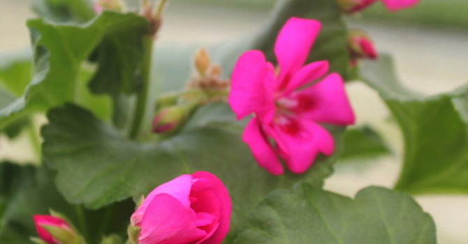 Pelargon 'Katarina'
Foto: Blomsterfrämjandet