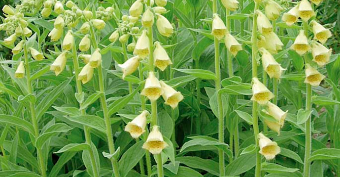 **8. Perenn fingerborgsblomma**, _Digitalis grandiflora_