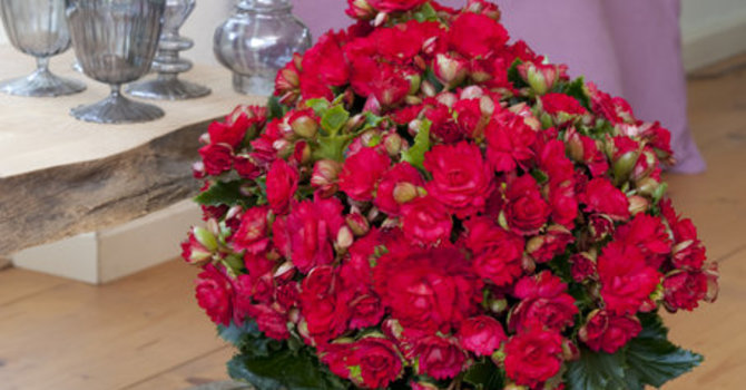Begonian 'Grace' är fin till jul! Foto: Koppe