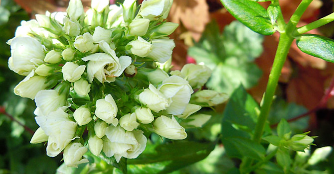 _Phlox paniculata_ 'Tiara'.
Foto: Sylvia Svensson