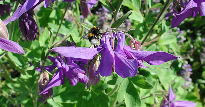 Alpakleja, _Aquilegia alpina_, i närbild.
Foto: Sylvia Svensson