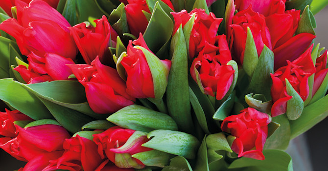 Ett fång med röda tulpaner är oerhört vackert! Foto: Blomsterfrämjandet